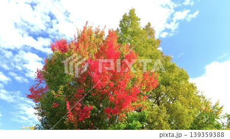 秋の朝の公園の紅葉のトウカエデとメタセコイア 秋の朝の公園の紅葉のトウカエデとメタセコイア 139359388