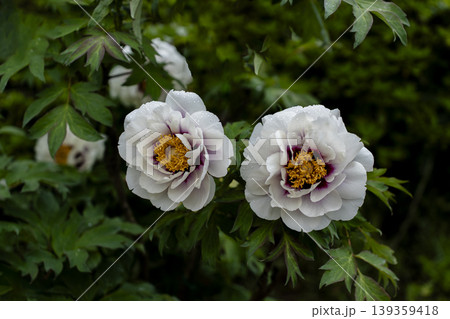 満開のボタンの花のクローズアップ 満開のボタンの花のクローズアップ 139359418