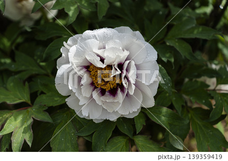 満開のボタンの花のクローズアップ 139359419