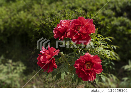 満開のボタンの花 満開のボタンの花 139359502