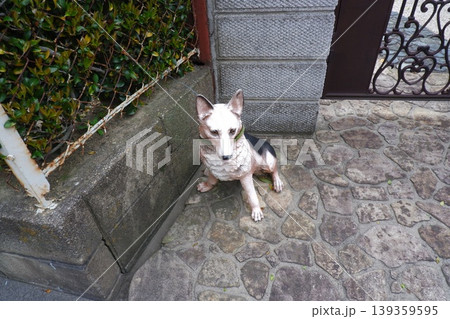 玄関の犬 玄関の犬 139359595