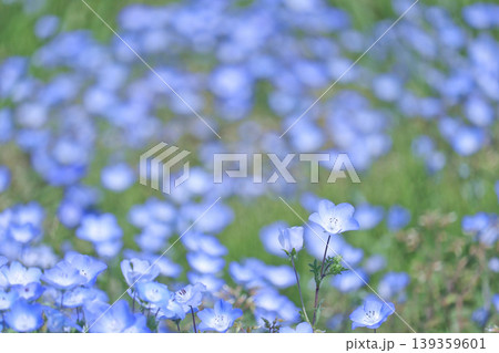 ネモフィラの花と蕾のクローズアップ 〜平塚馬入のお花畑に春の訪れ〜 ネモフィラの花と蕾のクローズアップ 〜平塚馬入のお花畑に春の訪れ〜 139359601