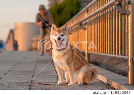 夕日を浴びてお座りする柴犬　可愛い柴犬　柴犬茜 139359847