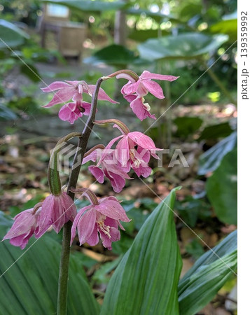 可憐なエビネ蘭の花 春風景 可憐なエビネ蘭の花 春風景 139359992
