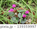 開花中の原種シクラメン 139359997