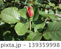 四季咲きバラの蕾 139359998