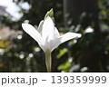 朝日に光るシランの花 139359999