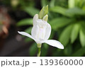 白シランの花のアップ 139360000