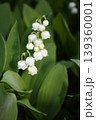 薫り爽やかなドイツスズランの花 139360001