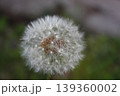 春風に揺れるタンポポの綿毛 139360002