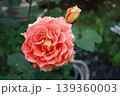 オレンジ色のバラの花 139360003