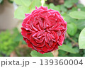 ベルベットの花弁、薫り高い深紅バラ 139360004