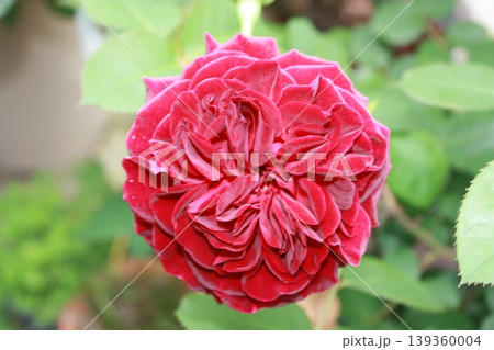 ベルベットの花弁、薫り高い深紅バラ ベルベットの花弁、薫り高い深紅バラ 139360004