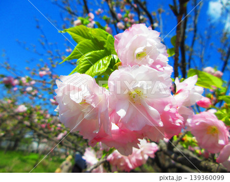 2026年撮影の八重桜の風景(都市農業公園・東京都足立区) 2026年撮影の八重桜の風景(都市農業公園・東京都足立区) 139360099