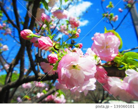 2026年撮影の八重桜の風景（都市農業公園・東京都足立区） 139360101