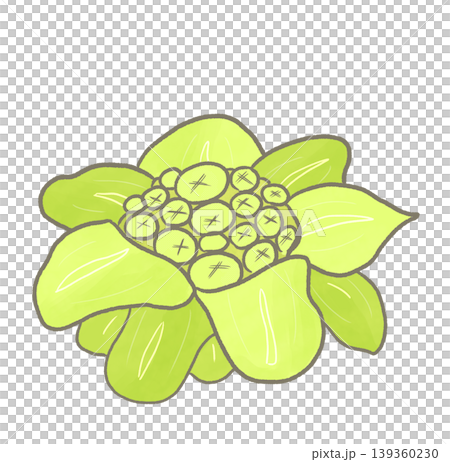 R: More fairytale-like vegetables: Butterbur sprouts ① 139360230