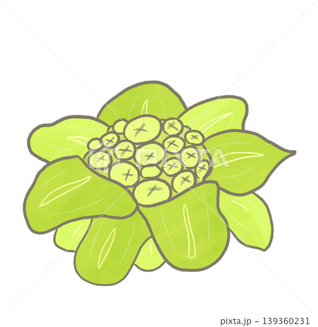 R:もっとメルヘンな野菜 ふきのとう② 139360231