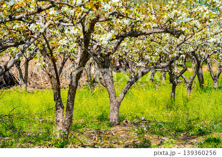 Bloosoms of the Nashi pear, Pyrus pyrifolia, in spring Bloosoms of the Nashi pear, Pyrus pyrifolia, in spring 139360256
