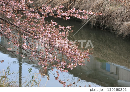 青毛堀川に枝を伸ばし咲く河津桜の枝 青毛堀川に枝を伸ばし咲く河津桜の枝 139360291
