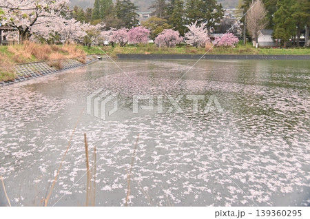 水面を彩る桜花 139360295