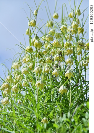 アミガサユリの花の群生 139360298