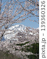 満開の桜と残雪の妙高山 139360326