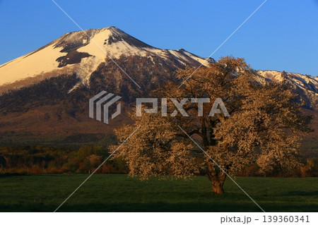 岩手山と一本桜 岩手山と一本桜 139360341