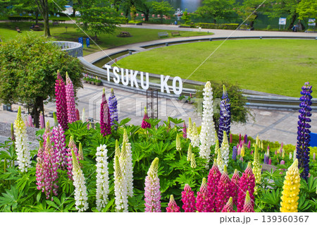 【相模原市】ルピナスが満開の津久井湖城山公園 【相模原市】ルピナスが満開の津久井湖城山公園 139360367