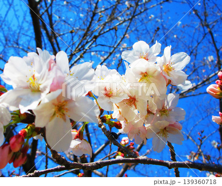 桜（ソメイヨシノ）の花と青空の美しい風景（2026年撮影） 139360718