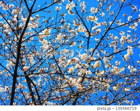 桜(ソメイヨシノ)の花と青空の美しい風景(2026年撮影) 桜(ソメイヨシノ)の花と青空の美しい風景(2026年撮影) 139360719