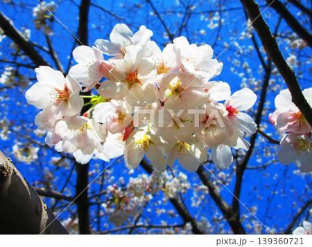 桜（ソメイヨシノ）の花と青空の美しい風景（2026年撮影） 139360721