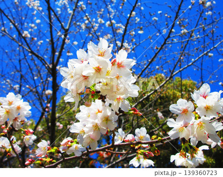 桜（ソメイヨシノ）の花と青空の美しい風景（2026年撮影） 139360723