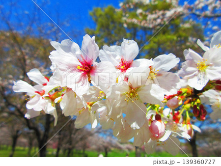 桜(ソメイヨシノ)の花と青空の美しい風景(2026年撮影) 桜(ソメイヨシノ)の花と青空の美しい風景(2026年撮影) 139360727