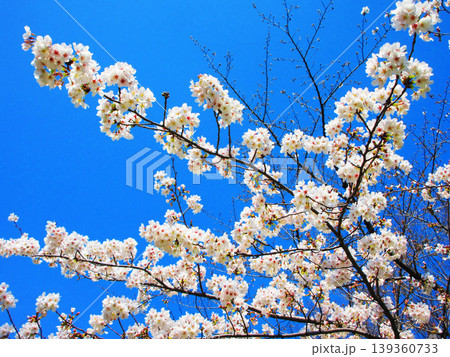 桜（ソメイヨシノ）の花と青空の美しい風景（2026年撮影） 139360733