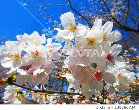 桜（ソメイヨシノ）の花と青空の美しい風景（2026年撮影） 139360734