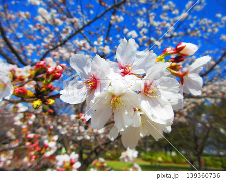 桜(ソメイヨシノ)の花と青空の美しい風景(2026年撮影) 桜(ソメイヨシノ)の花と青空の美しい風景(2026年撮影) 139360736