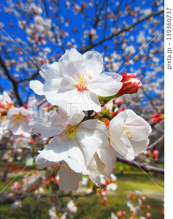 桜（ソメイヨシノ）の花と青空の美しい風景（2026年撮影） 139360737
