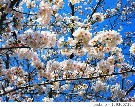 桜（ソメイヨシノ）の花と青空の美しい風景（2026年撮影） 139360739