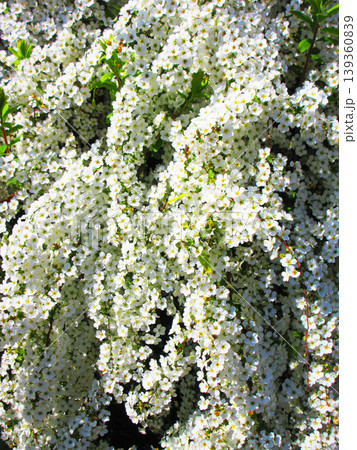 都立舎人公園（東京都足立区）のユキヤナギのきれいな花の風景 139360839