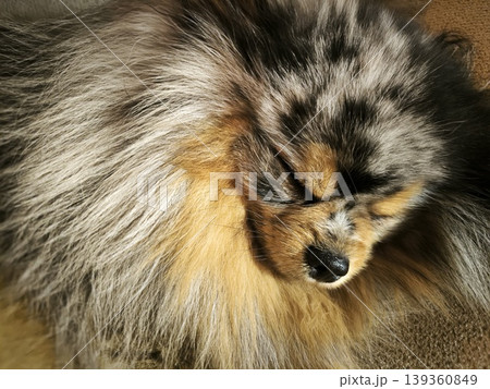Pomeranian sleeps peacefully in the comfort of your home 139360849