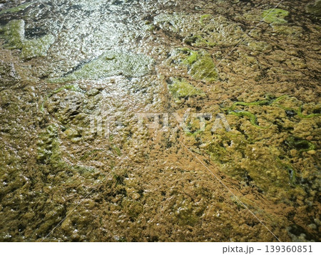 The texture of algae on the muddy surface of a lake The texture of algae on the muddy surface of a lake 139360851