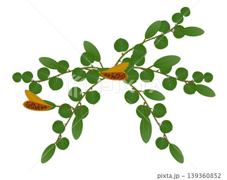 Caper bush with fruits on a white background. 139360852