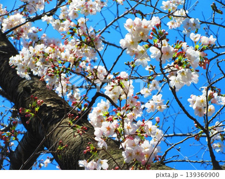 桜（ソメイヨシノ）の花と青空の美しい風景（2026年撮影） 139360900