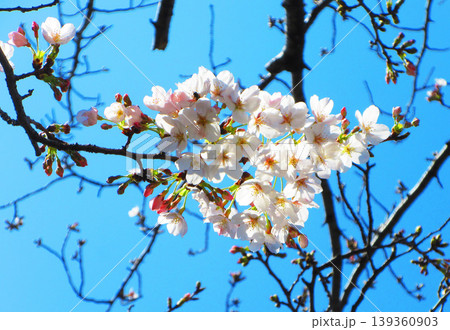 桜（ソメイヨシノ）の花と青空の美しい風景（2026年撮影） 139360903
