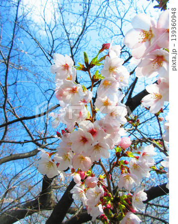 戸田桜づつみ(埼玉県戸田市)の2026年の桜の花の風景 戸田桜づつみ(埼玉県戸田市)の2026年の桜の花の風景 139360948