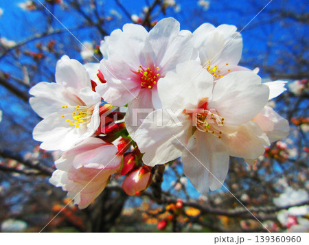 戸田桜づつみ（埼玉県戸田市）の2026年の桜の花の風景 139360960