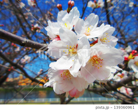 戸田桜づつみ（埼玉県戸田市）の2026年の桜の花の風景 139360961