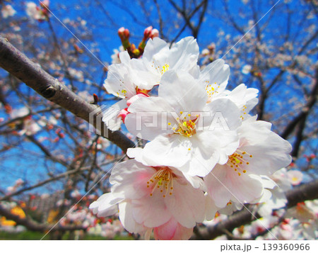 戸田桜づつみ(埼玉県戸田市)の2026年の桜の花の風景 戸田桜づつみ(埼玉県戸田市)の2026年の桜の花の風景 139360966