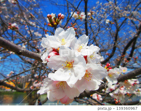 戸田桜づつみ(埼玉県戸田市)の2026年の桜の花の風景 戸田桜づつみ(埼玉県戸田市)の2026年の桜の花の風景 139360967