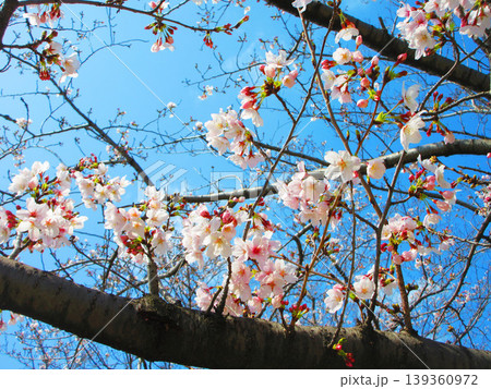 戸田桜づつみ（埼玉県戸田市）の2026年の桜の花の風景 139360972